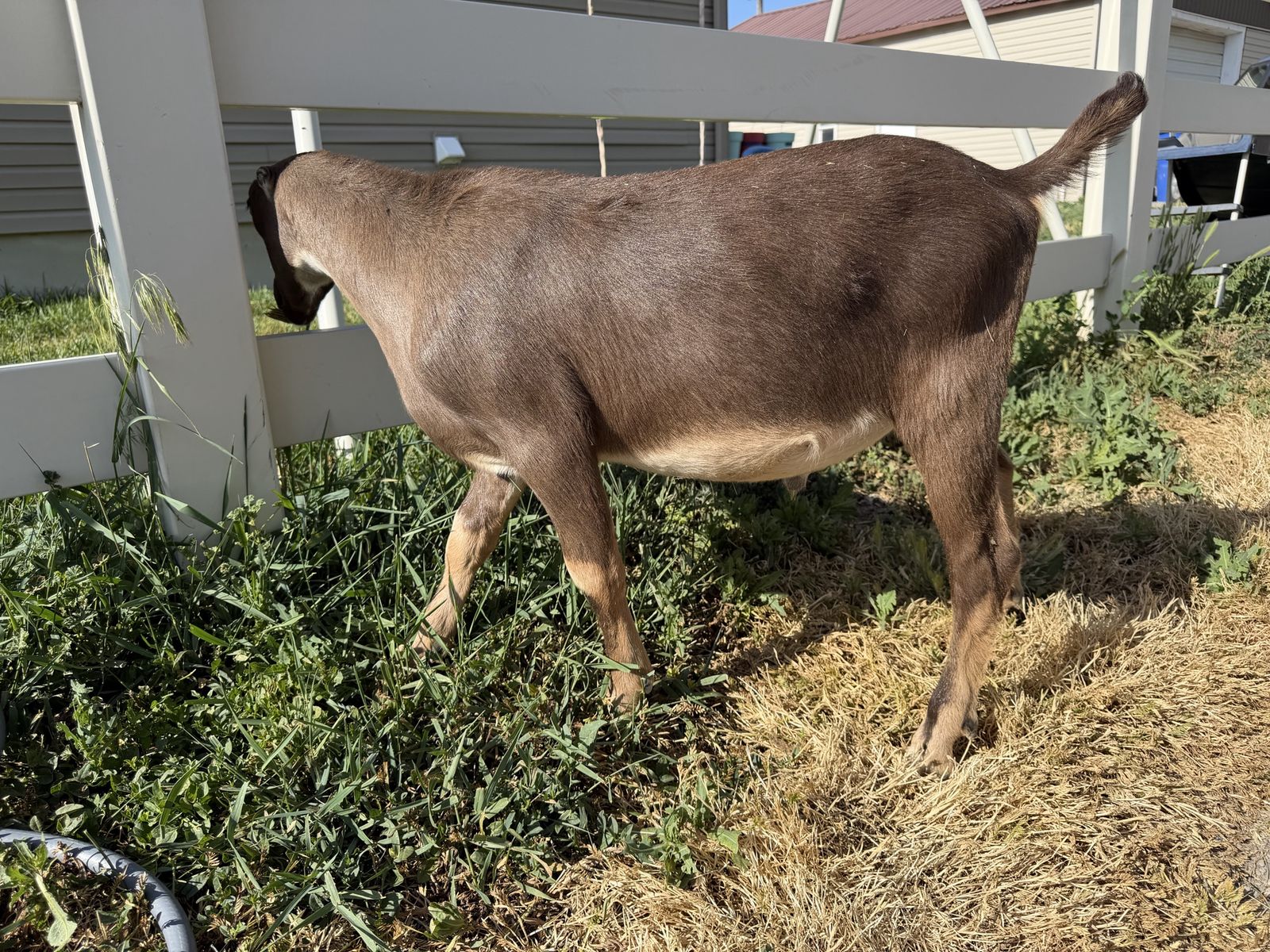 Adga registrable Lamancha buckling