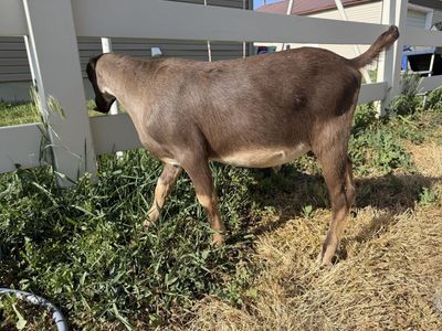 Adga registrable Lamancha buckling