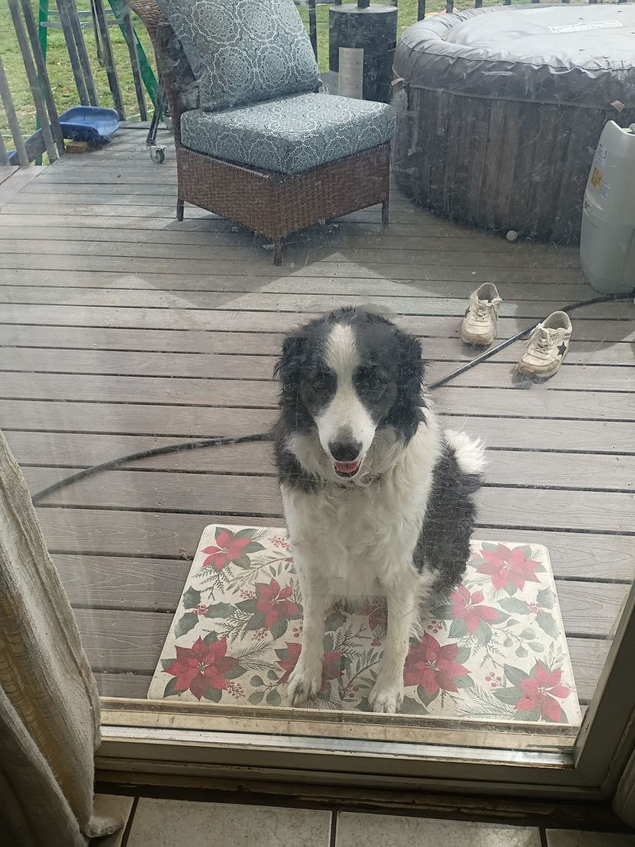 Found border Collie mix