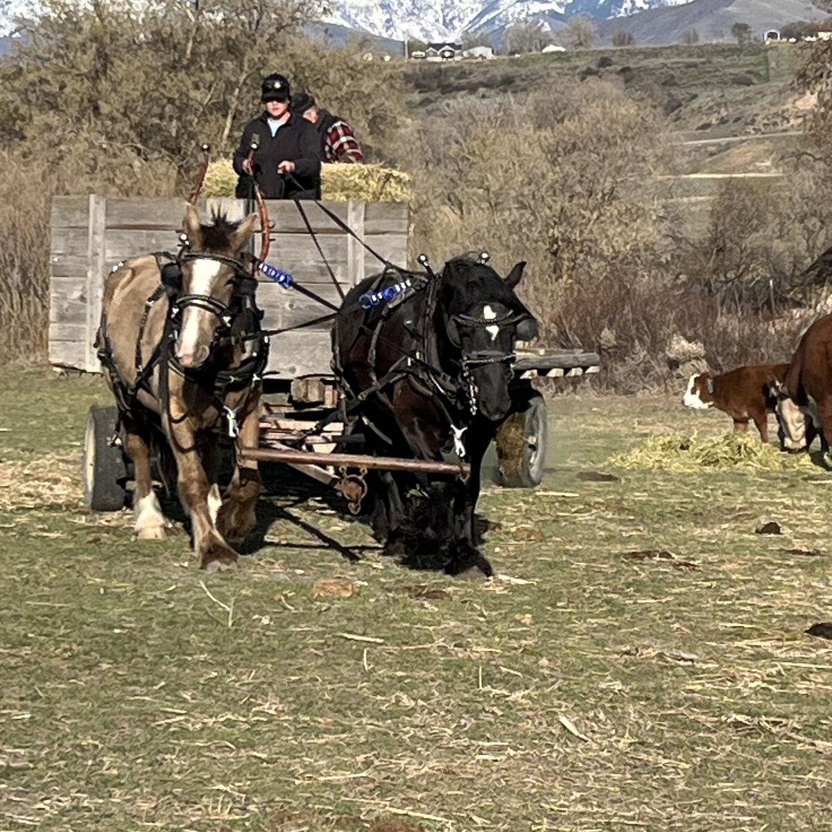 Stud Service Gypse Haflinger (Not for Sale)