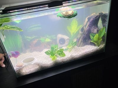 Fish and shrimp