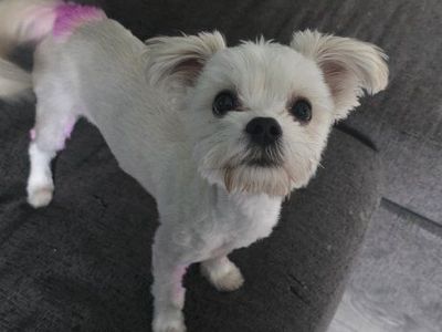 8 month old Morkie