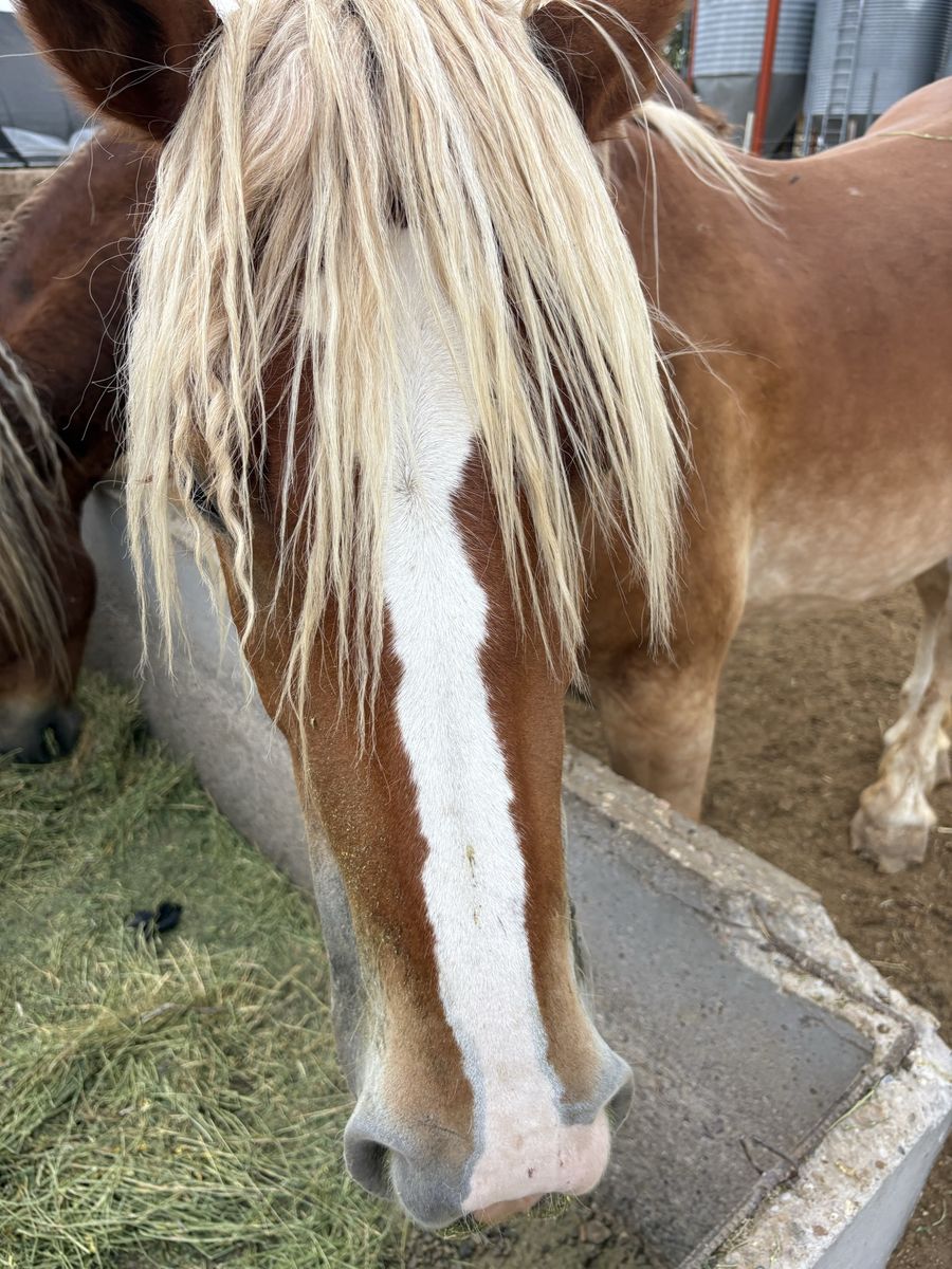 Belgian 3 year old filly