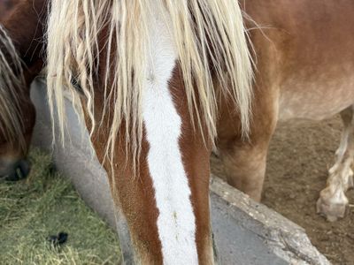 Belgian 3 year old filly