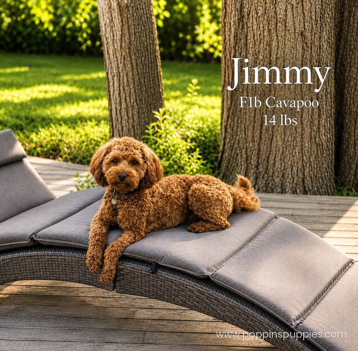 F1b Cavapoo Stud Service - Proven - Health Tested