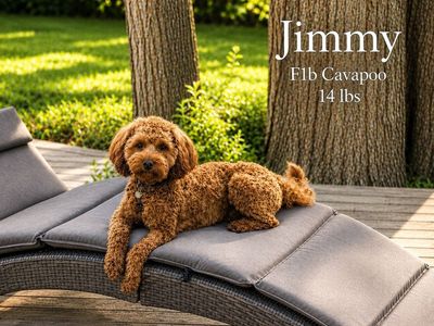 F1b Cavapoo Stud Service - Proven - Health Tested