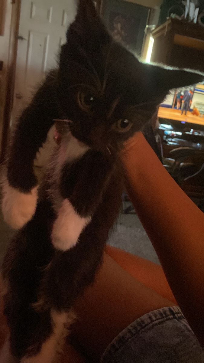 kitten dm for more info need gone asap willing to negotiate 