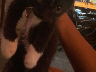 kitten dm for more info need gone asap willing to negotiate