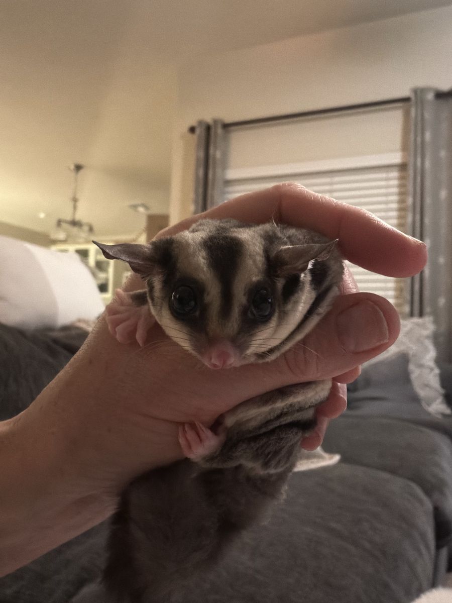 2 Male Sugar Gliders
