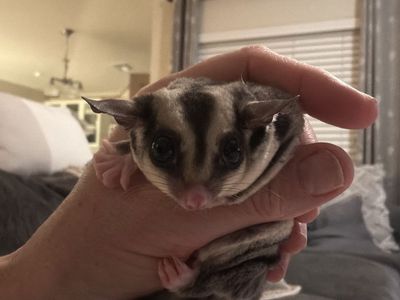 2 Male Sugar Gliders