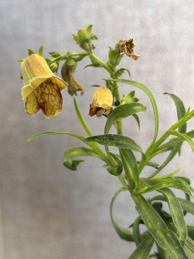 Sunset Digitalis - Foxglove - Digitalis Obscura