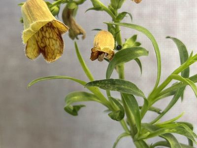 Sunset Digitalis - Foxglove - Digitalis Obscura