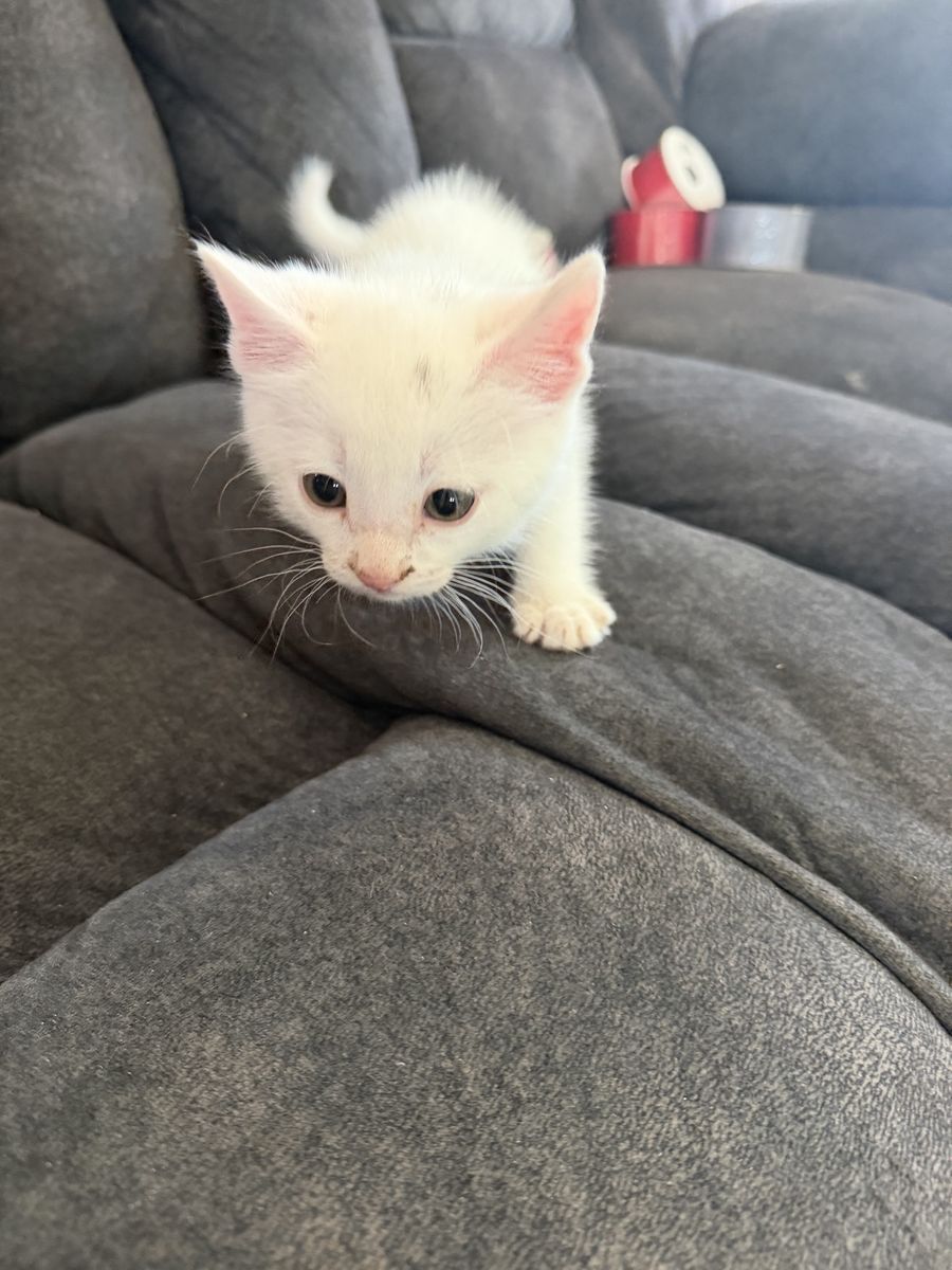 Adorable kittens ready for a new loving home