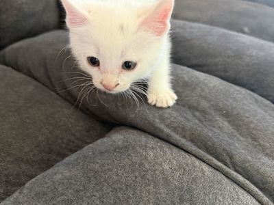 Adorable kittens ready for a new loving home