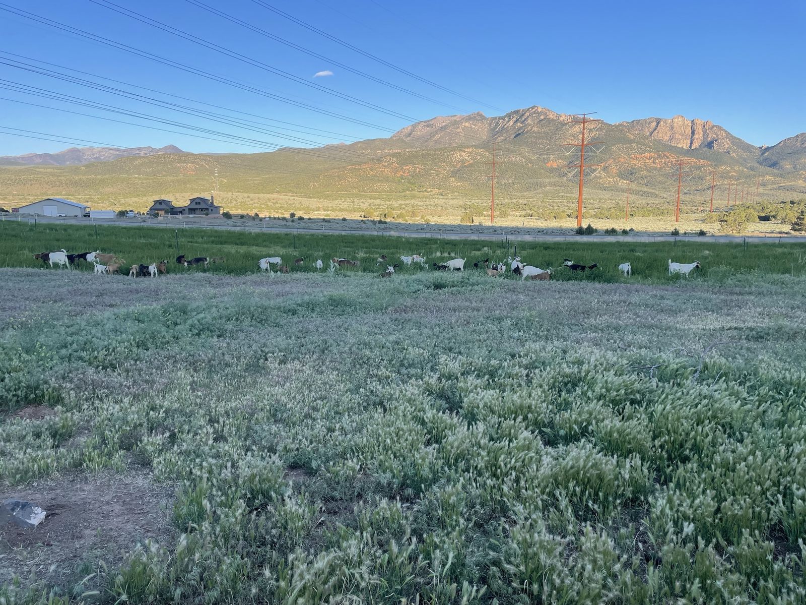Goat herd for sale