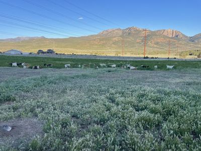 Goat herd for sale