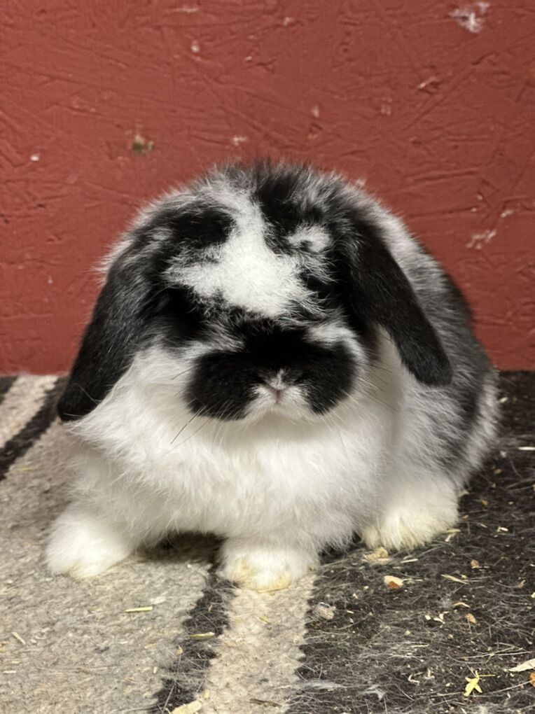 Holland LoP Bunny