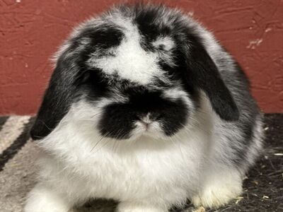 Holland LoP Bunny