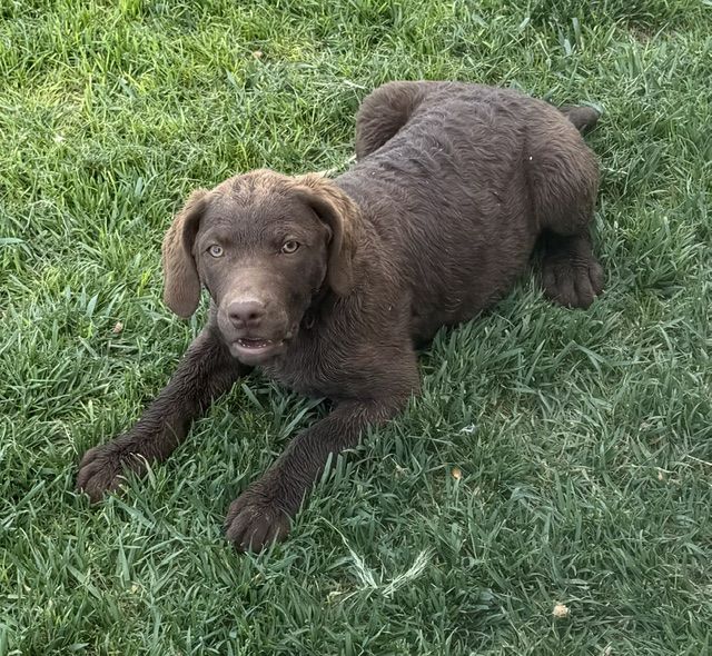 Chesapeake Bay Retriever