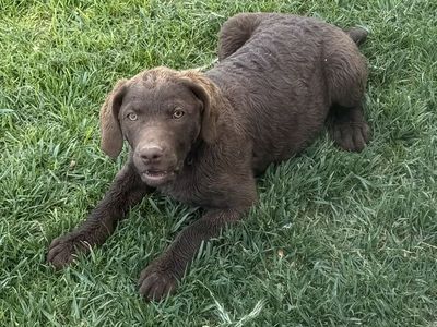 Chesapeake Bay Retriever