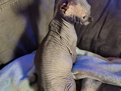 Adorable Sphynx boys.