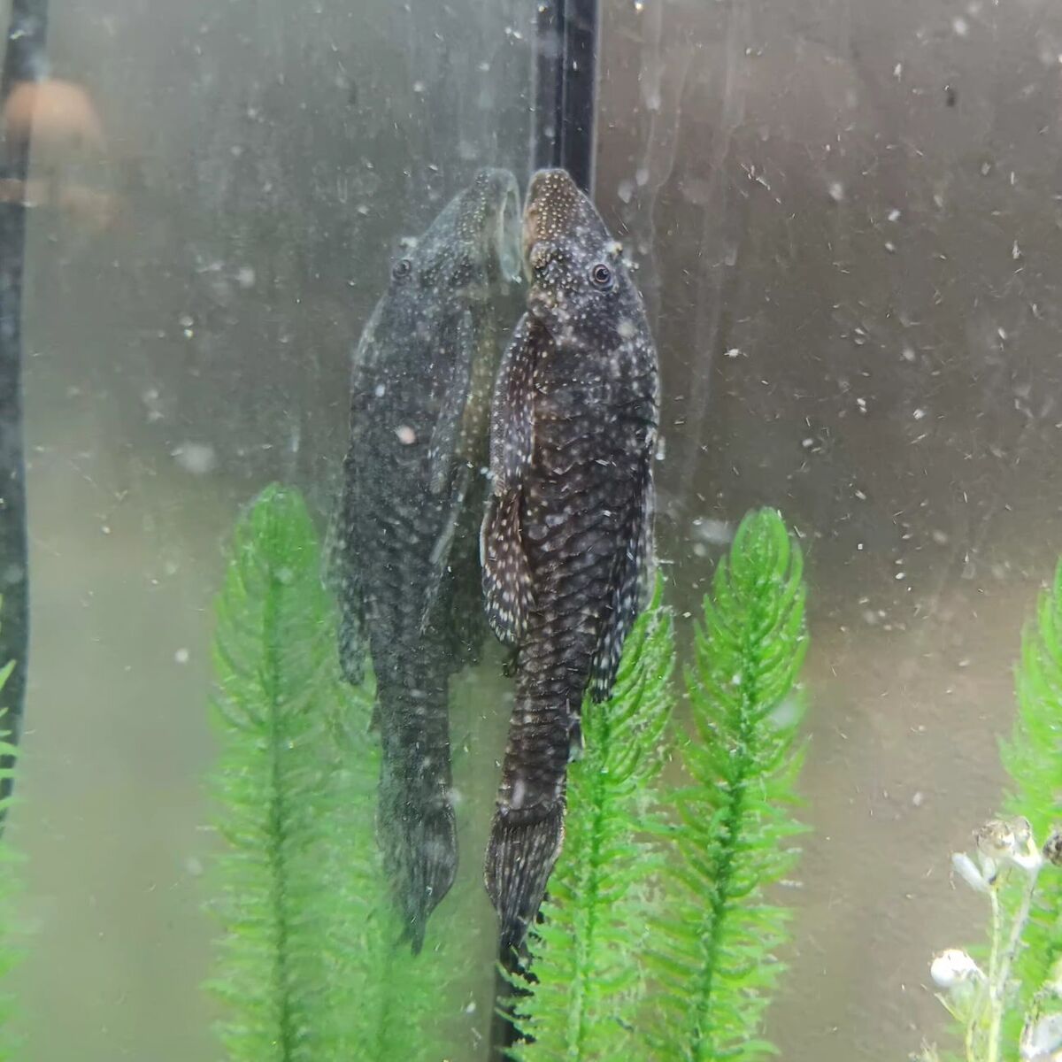 full grown bristle nose pleco suckered fish
