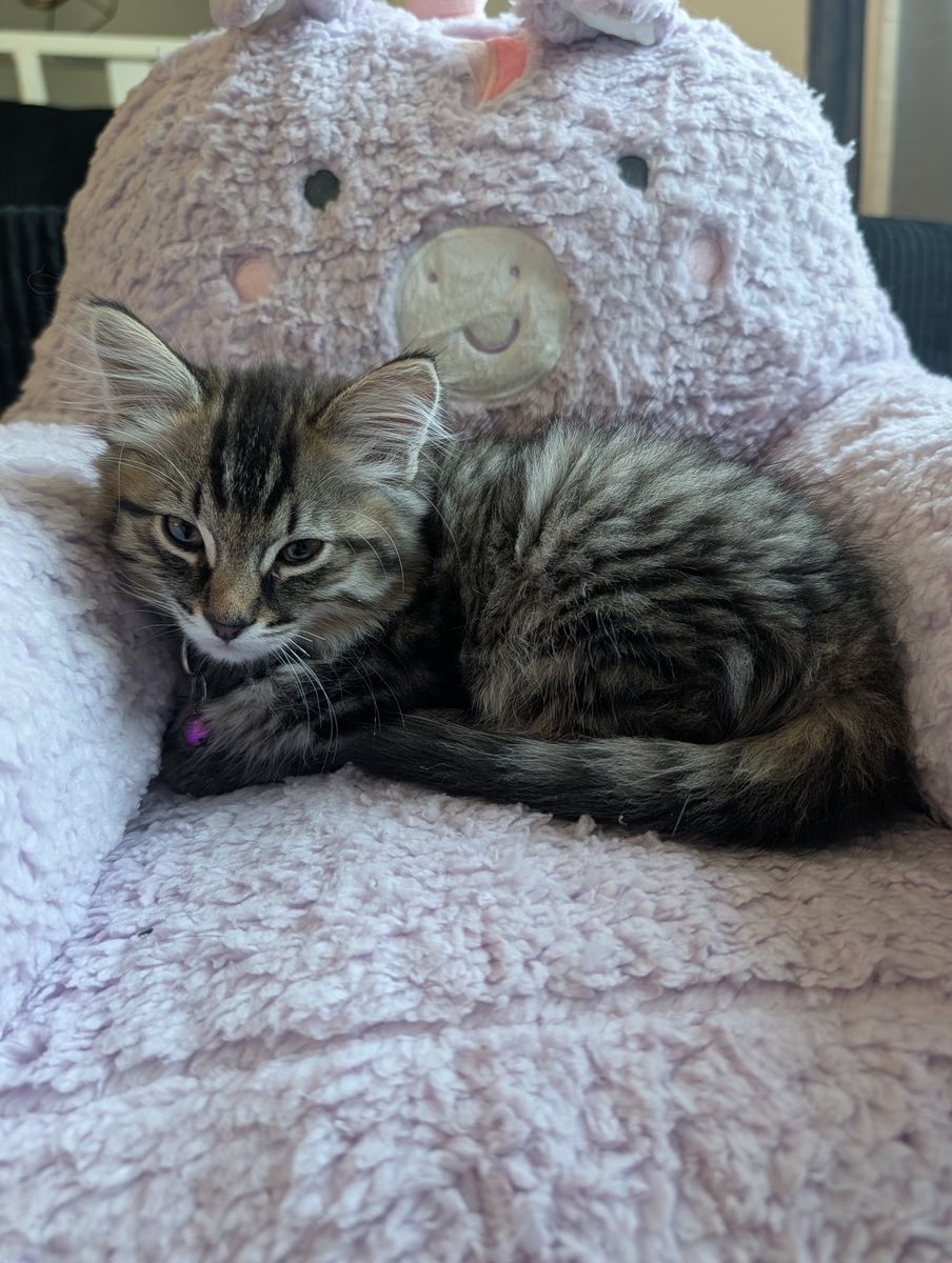 4 kittens
