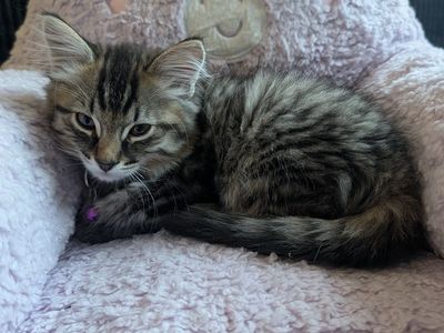 4 kittens