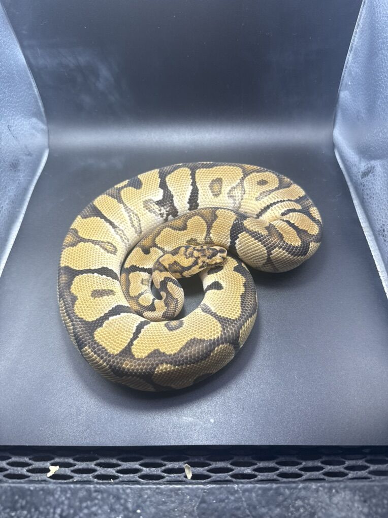 Spotnose Clown Het Dg Hypo Male