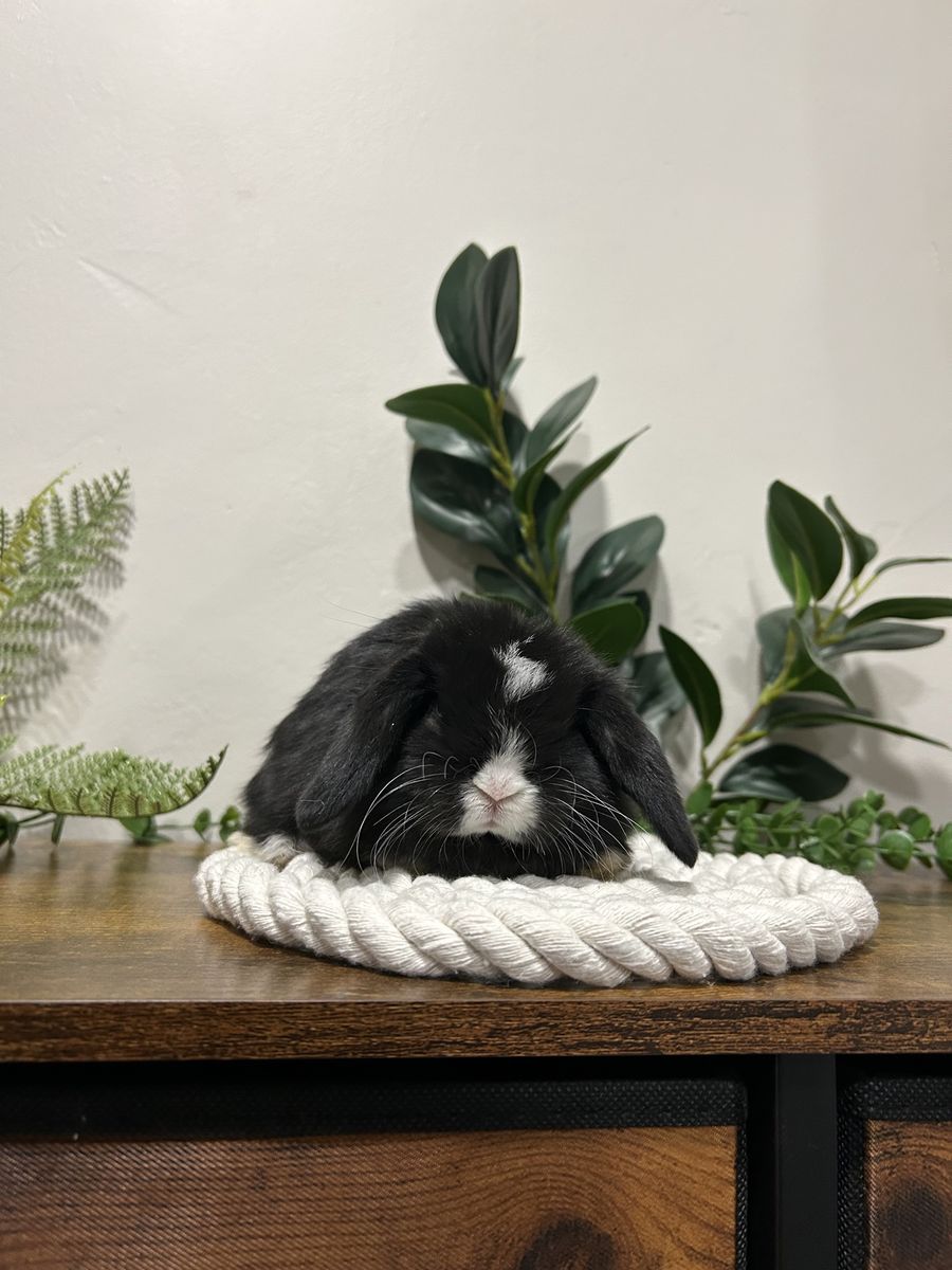Holland Lop Buck Pedigree