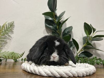 Holland Lop Buck Pedigree
