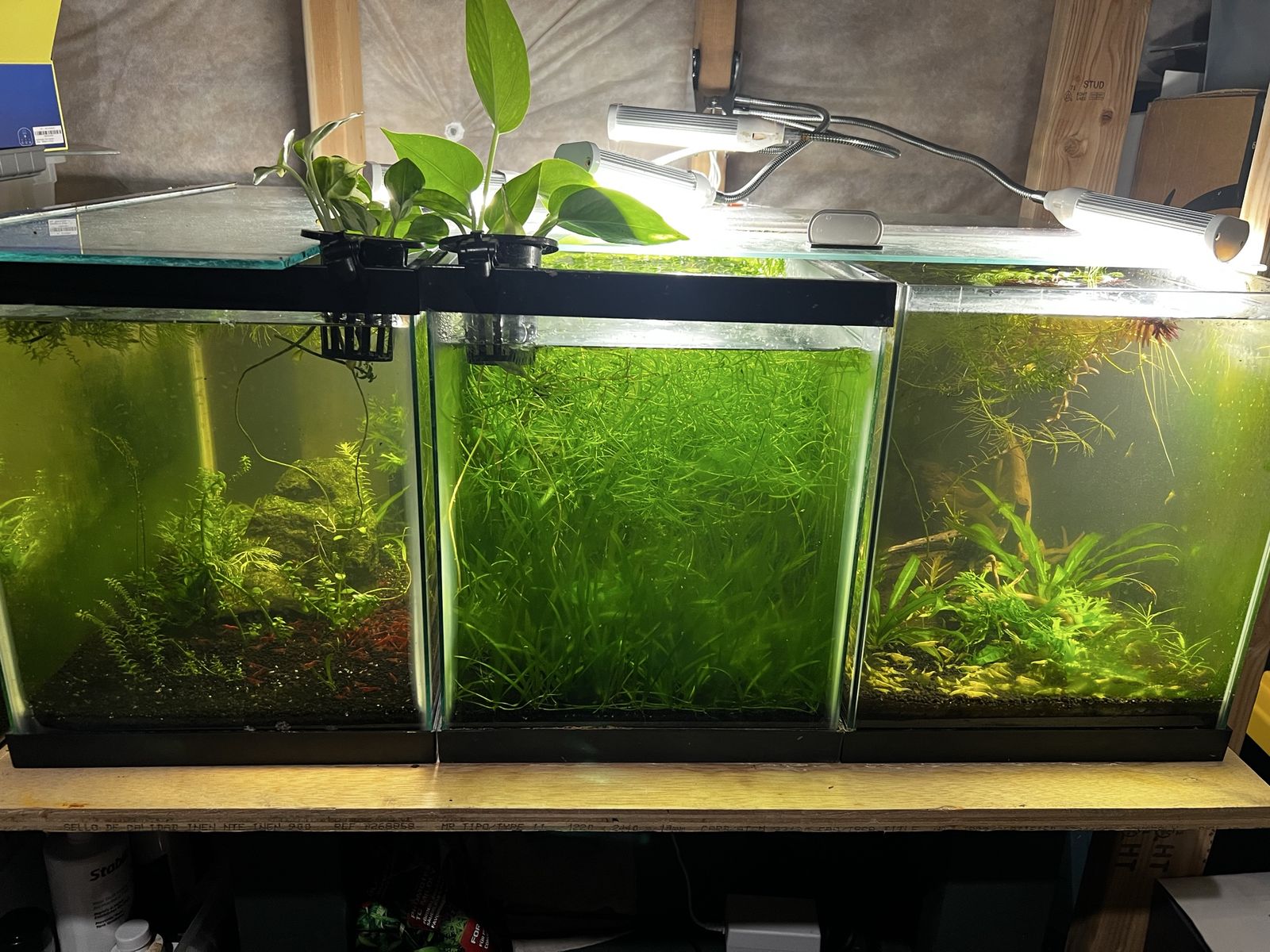 10 gallon planted shrimp tanks