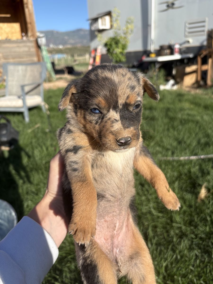 Adorable Kelpie/Aussie/Catahoula Mix