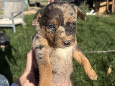 Adorable Kelpie/Aussie/Catahoula Mix