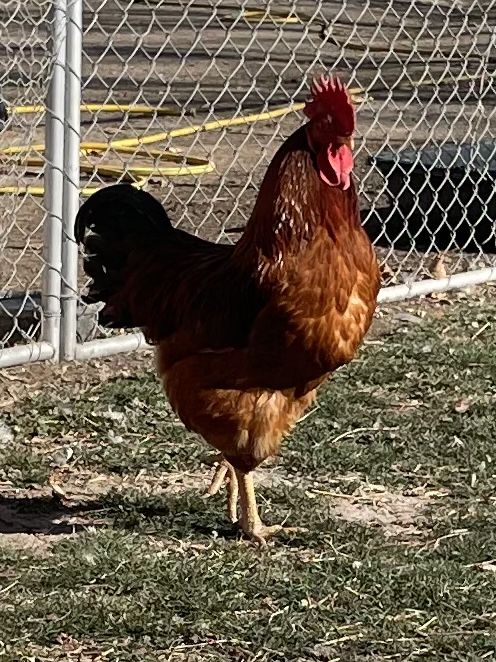 1 Yr Old Roosters New Hamshire Red & Barred Rock