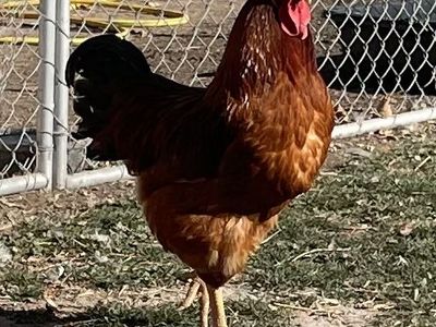 1 Yr Old Roosters New Hamshire Red & Barred Rock