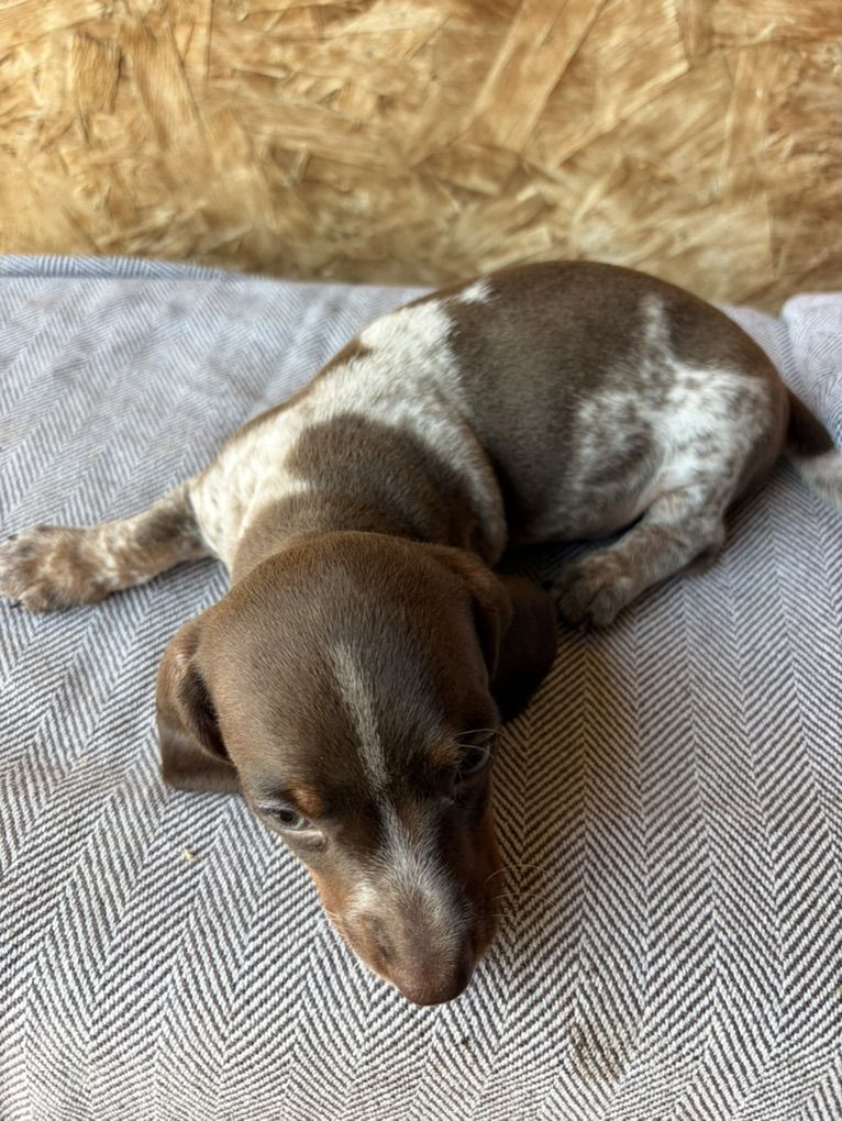Mini dachshund Puppies!!!