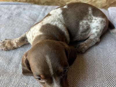 Mini dachshund Puppies!!!