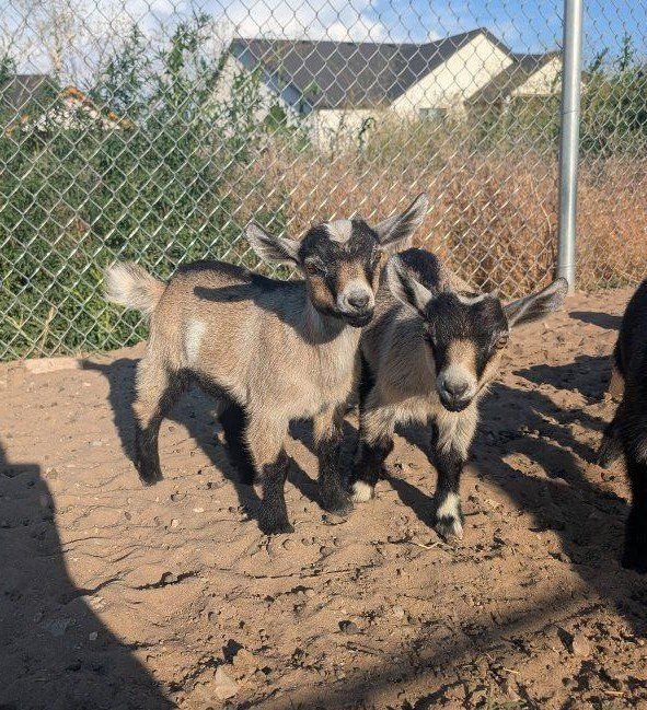 Pygmy goat kids
