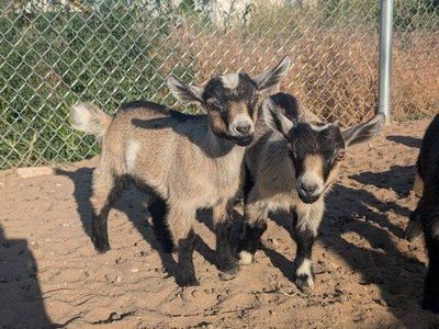 Pygmy goat kids