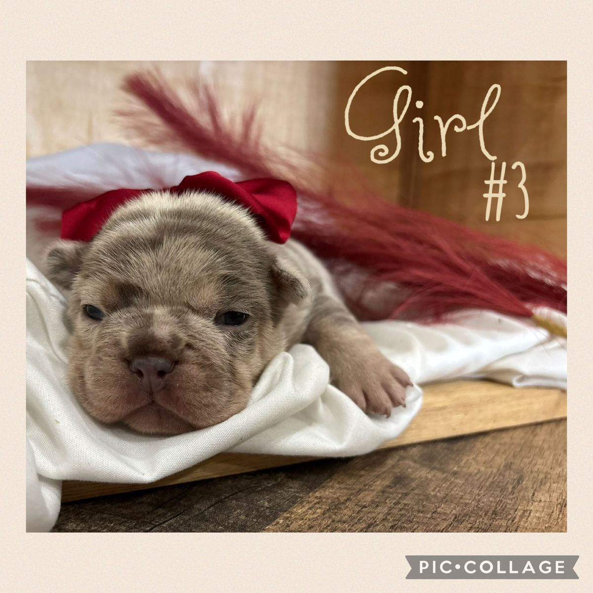 French Bulldogs AKC