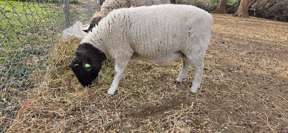 Dorper Ram lamb registered fullblood