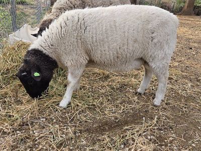 Dorper Ram lamb registered fullblood