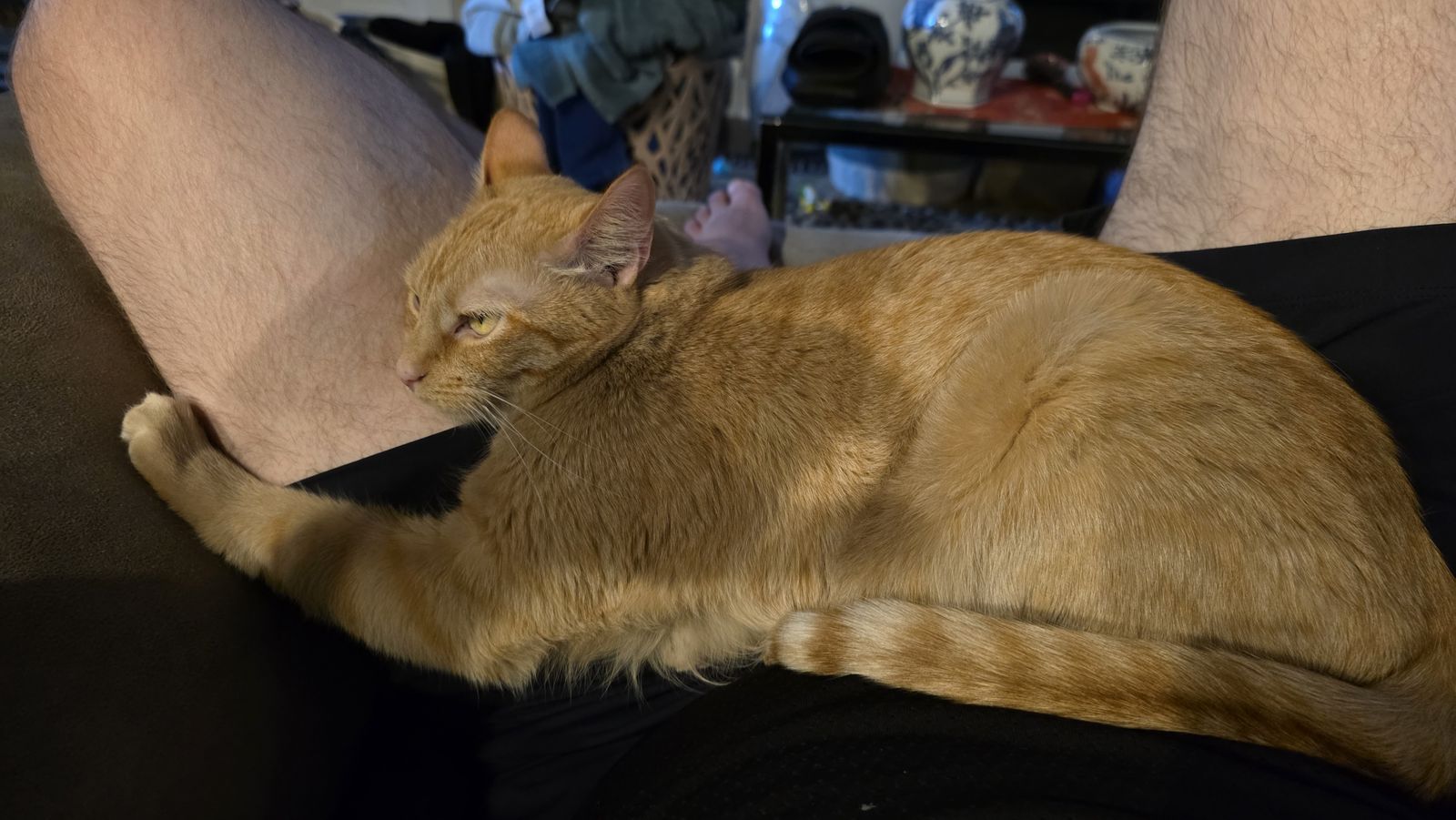 Free orange tabby cat