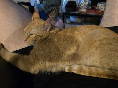 Free orange tabby cat