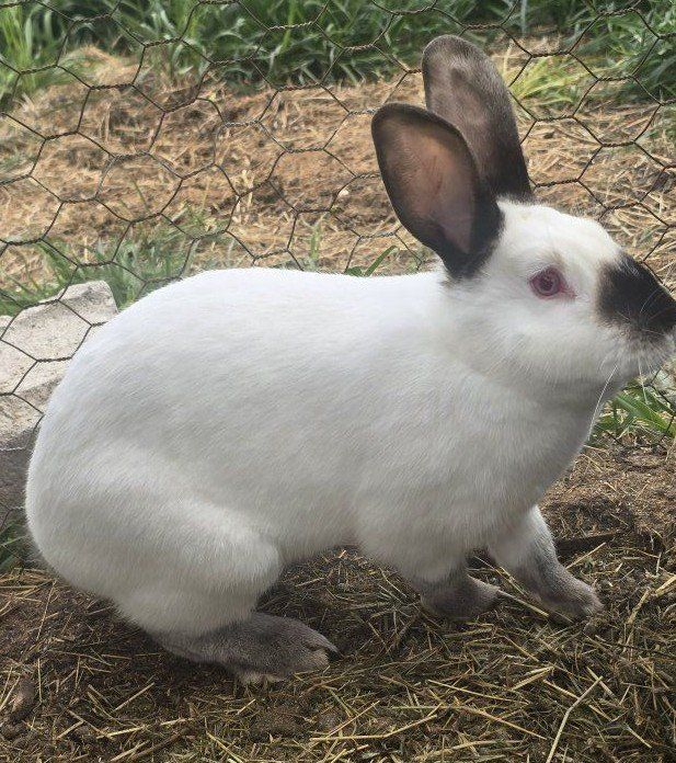 Californian rabbits partial pedigree