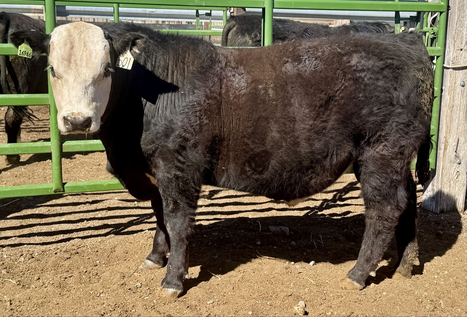 Commercial Yearling Bulls
