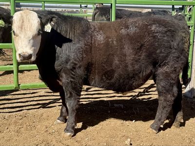 Commercial Yearling Bulls