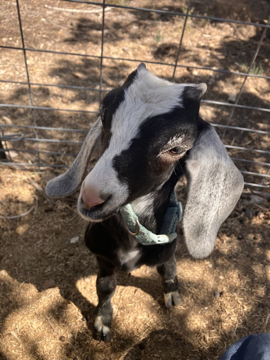 Black and white Wether goat - 8 weeks old - $200