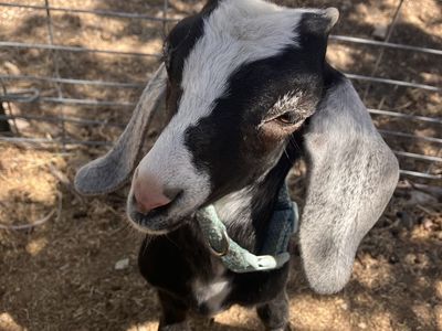 Black and white Wether goat - 8 weeks old - $200